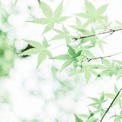 海贼王外传游戏(暂未上线)v1.0.1 安卓版